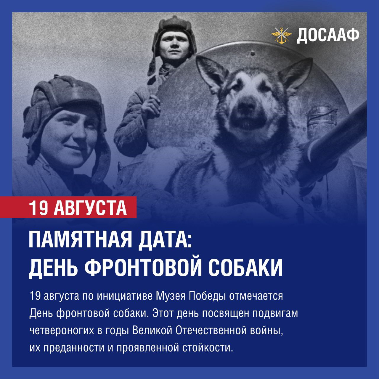 19 августа — День фронтовой собаки
